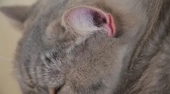 Mačka ima vroča ušesa: kaj storiti